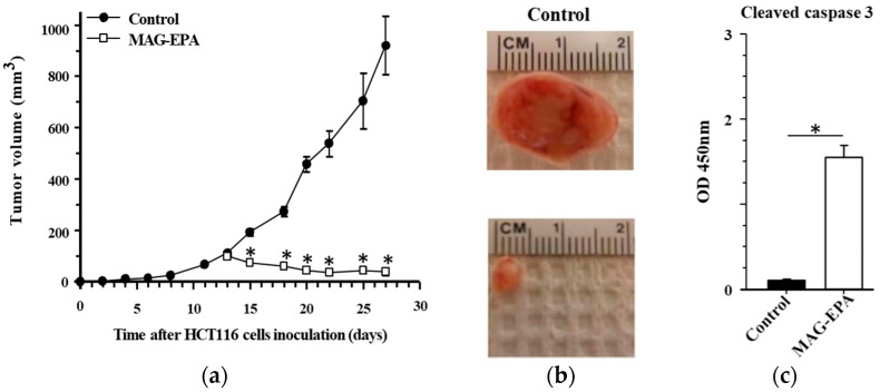 Figure 4 : Induction de l'apoptose par le MAG-EPA.